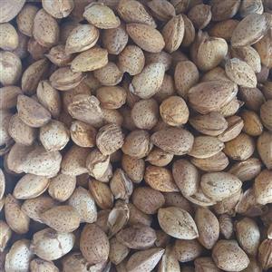 بادام پسته ای (500 گرم)