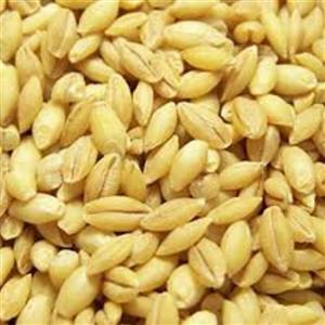 جو پوست کنده درجه یک (1000 گرمی)