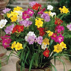 پیاز گل فرزیا ارکیده ای بسیار معطر  هلندی (یک عدد)