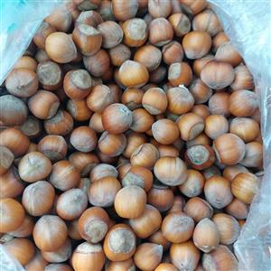 فندق تازه و خوشمزه تنکابن (یک کیلویی)