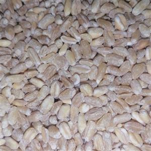 گندم پوست کنده اطلس اصفهان  کیسه های 50کیلویی