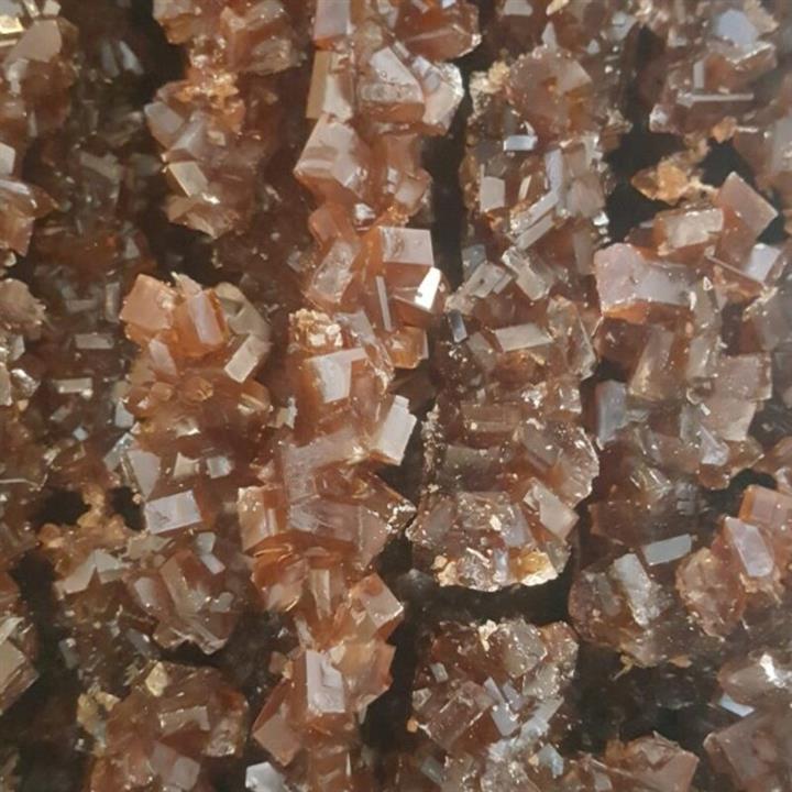 نبات نیشکر