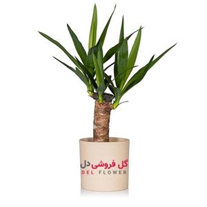 گیاه یوکا 989A