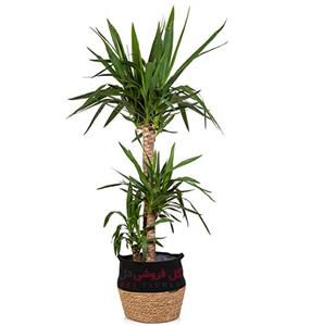 گیاه یوکا سه تنه 988A