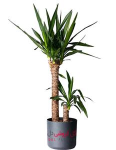 گیاه یوکا دو تنه 987A