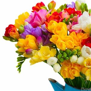پیاز گل فریزیا معطر