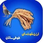 ارزن خوشه ای تازه خوش خوراک  بسته 3عددی