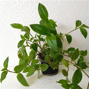 گیاه طبیعی برگ بیدی سبز