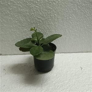 گل کالانکوئه  گلدان سایز 6