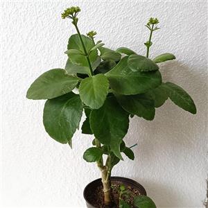 گل طبیعی کالانکوئه سایزمتوسط گلدان سایز گلدان 14 و 12