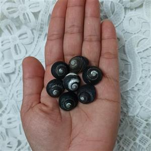 صدف و حلزون زیبای مشکی(مشکی، سفید) با رنگ طبیعی  مناسب کارهای هنری