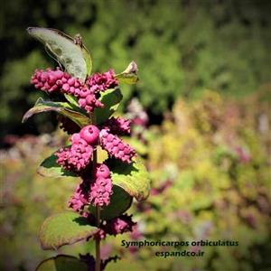 بذر گل مروارید قرمز بسته 10 عددی Symphoricarpos orbiculatus 