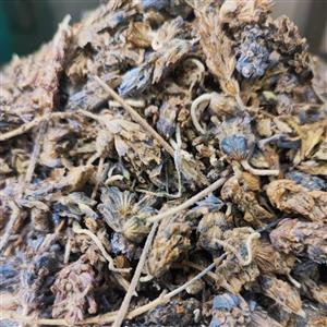 اسطوخودوس شامی فله ای