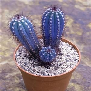 بذر پیلوسو کاکتوس آبی