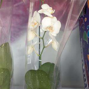 گل ارکیده تک شاخه
