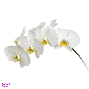 گل ارکیده تک شاخه