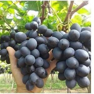 نهال انگور بلک سیدلیس مجموعه نهالستان ساقه طلا(حداقل ارسال 4 عدد)