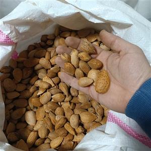 بادام درختی  درشت پرمغز بومی آذربایجان