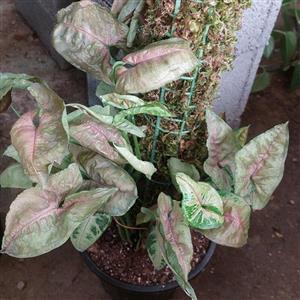سینگینیوم مسی قیم دار آپارتمانی(همراه با کود تقویتی )