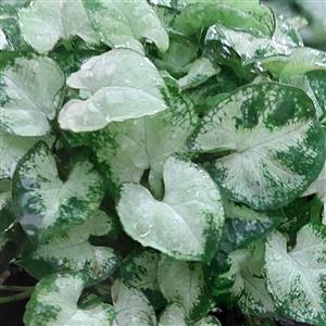 سینگینیوم مینیاتوری آپارتمانی(همراه با کود تقویتی)