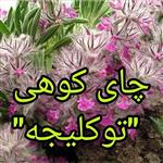 چای کوهی ، توکلیجه