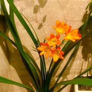 گل سوسن  خورشیدی  گلدهی در تمام فصول زیبا