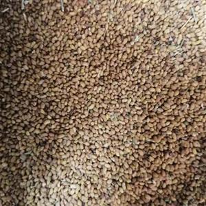 بذر یونجه (بسته 1 کیلوگرمی)
