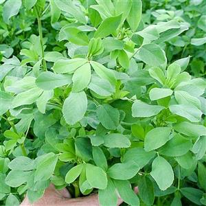 بذر یونجه (بسته 10 گرمی)