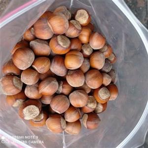 نهال فندق اشکورات گیلان