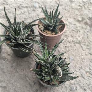 گل کاکتوس هاوارتیا گورخری پاجوش دار  گل طبیعی