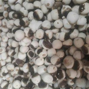 کشک قره قوروتی گوسفندی محلی بسیار لذیذ و خوشمزه (500گرم)