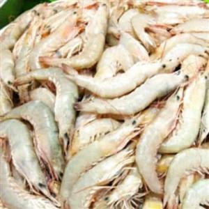 میگو دریایی صید روز عمده ده کیلویی