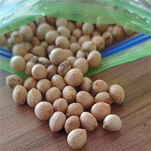 بذر کمیاب نخل رویالTropicalseeds هلند بسته 10 عددی