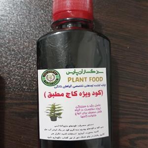 کودویژه کاج مطبق و خانواده سوزنی برگان و کاجها
