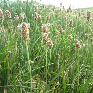 بذر اسفرزه اواتا 1 گرمی