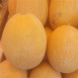 بذر خربزه آتشین 20 عددی