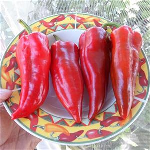 بذر فلفل دلمه ای قرمز ایتالیایی (فلفل کبابی) 10 عددی