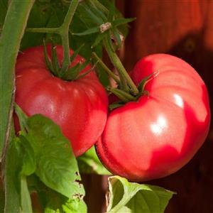 بذر گوجه فرنگی صورتی پوندروسا 10 عددی