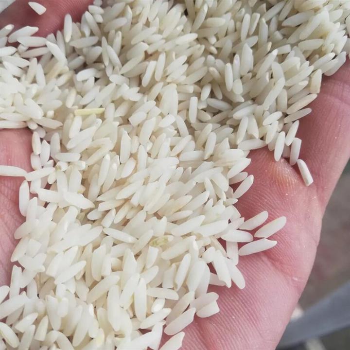 برنج علی کاظمی فله ای
