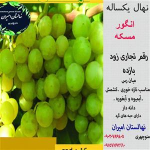 نهال انگور مسکه گلدانی تضمینی .