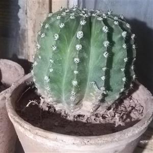 گل کاکتوس توپی 5ساله