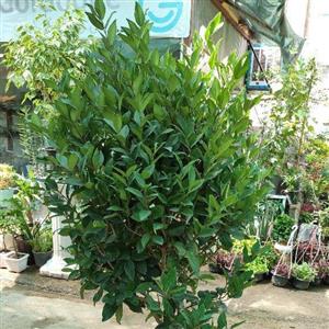 یاس هلندی پایه دار  مدل توپی گیاه گلدار باغچه ای سایز بزرگ
