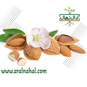 نهال گلدانی دوساله و پیوندی بادام یلدا(بادام کفمال) (تکی)