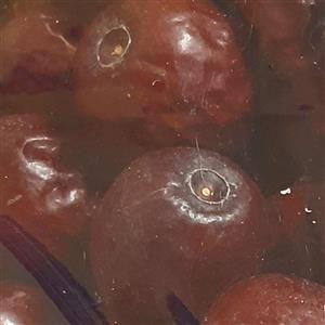 عناب بیرجند دارای سایز متوسط و طعم شیرین (900گرم)