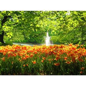پرده پذیرایی دو قواره طرح گل کد P433