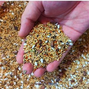 دان مخلوط عروس هلندی طوطی برزیلی گرینچیک-بهمراه هدیه