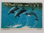 کارت پستال نمایش دلفین ها در سن دیگو