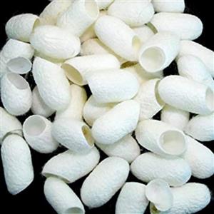 عمده 500 عددی پیله ابریشم برش خورده کوکون