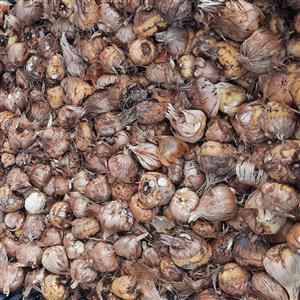پیاز گل فرزیا ( پک 100 عددی پیاز با رنگهای متنوع )