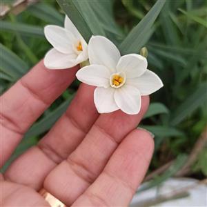 پیاز گل نرگس سفید یا عروس یک عددی